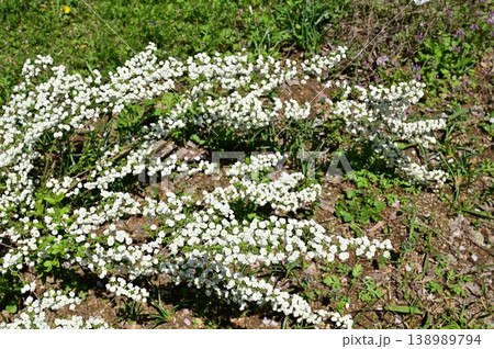 シジミバナ（バラ科）シモツケ属の白い花 138989794