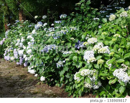 満開のアジサイ　紫陽花　あじさい　出塩文殊堂　山形市 138989817