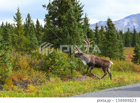 アラスカで出会ったカリブー アラスカで出会ったカリブー 138989823