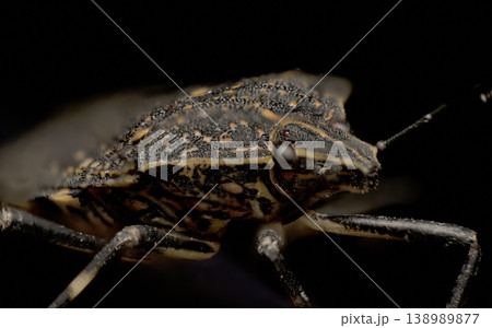 キマダラカメムシのクローズアップ(害虫のマクロ写真) Close-up of brown marmo キマダラカメムシのクローズアップ(害虫のマクロ写真) Close-up of brown marmo 138989877
