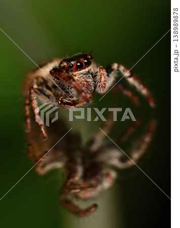 鏡に映るハエトリグモ（リフレクションのマクロ写真） Jumping spider with refl 138989878