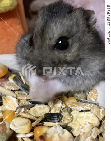 ご飯を食べるハムスター ご飯を食べるハムスター 138989889