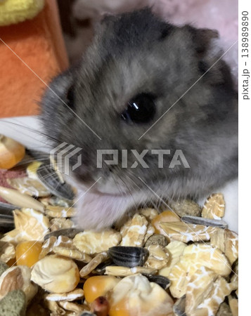 ご飯を食べるハムスター ご飯を食べるハムスター 138989890