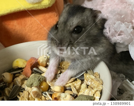 餌食べるハムスター 餌食べるハムスター 138989901