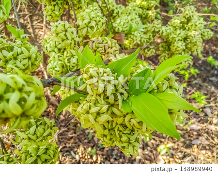 Getonia floribunda (also commonly known as Calycopteris floribunda) tropical regions of India, Southeast Asia, and China. 138989940