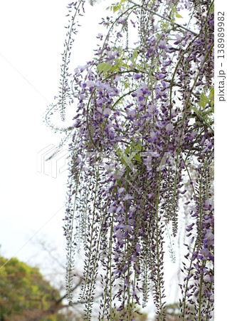 春の藤の花と空間のある爽やかな背景素材 春の藤の花と空間のある爽やかな背景素材 138989982