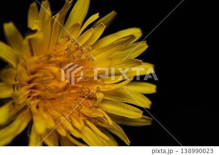 タンポポの花(春のクローズアップ) Dandelion flower in spring (clos タンポポの花(春のクローズアップ) Dandelion flower in spring (clos 138990023