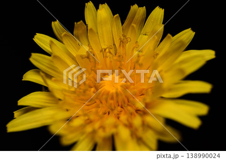 タンポポの花(春のクローズアップ) Dandelion flower in spring (clos タンポポの花(春のクローズアップ) Dandelion flower in spring (clos 138990024