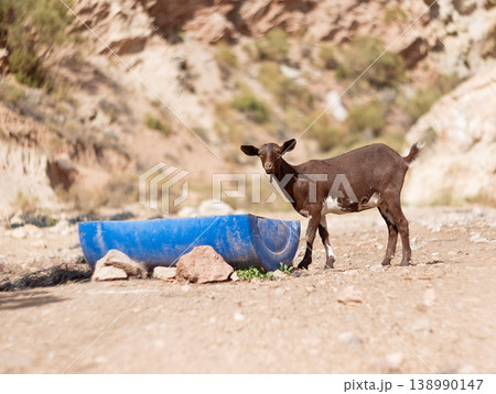 Goat Kid drinks some water Goat Kid drinks some water 138990147