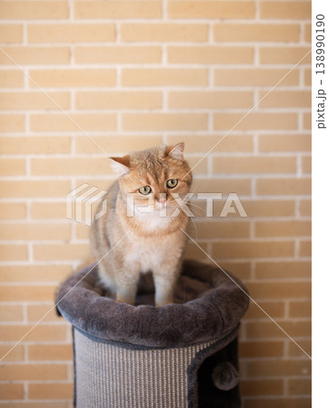 red scottish cat sitting near brick wall and looking attentively 138990190