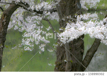 遅い北国の春の緑の芽吹きと桜の花 早春の山里のやわらかな光り 遅い北国の春の緑の芽吹きと桜の花 早春の山里のやわらかな光り 138990302
