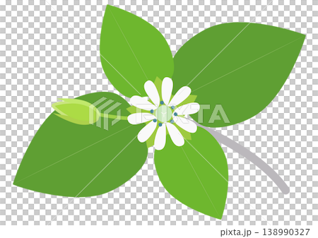 A small and cute illustration of chickweed flowers A small and cute illustration of chickweed flowers 138990327