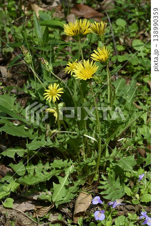 春の野山に咲くカントウタンポポ 春の野山に咲くカントウタンポポ 138990359