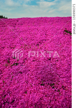 一面に咲く芝桜 138990371