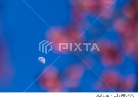 Crescent moon visible in the bright blue sky behind soft pink cherry blossoms Crescent moon visible in the bright blue sky behind soft pink cherry blossoms 138990476