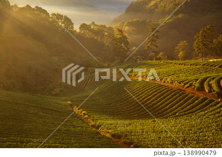 Golden sunbeams illuminate rolling hills of lush green strawberry fields at dawn Golden sunbeams illuminate rolling hills of lush green strawberry fields at dawn 138990479