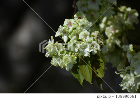 ギョイコウザクラ(御衣黄桜) ギョイコウザクラ(御衣黄桜) 138990661
