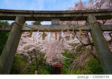 大崎八幡宮 鳥居と満開の桜 大崎八幡宮 鳥居と満開の桜 138990730