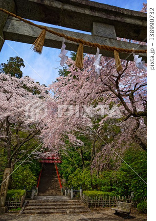 大崎八幡宮 鳥居と満開の桜 大崎八幡宮 鳥居と満開の桜 138990732