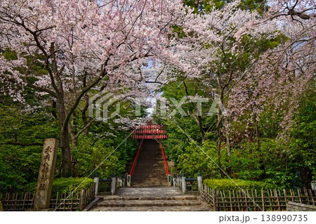 大崎八幡宮　鳥居と満開の桜 138990735