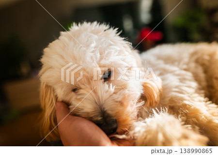 Maltipoo Puppy Resting its Head in Human Hand in Sunlight Maltipoo Puppy Resting its Head in Human Hand in Sunlight 138990865