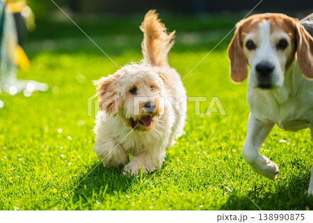 Cream Maltipoo Puppy Running on Green Grass with a Beagle Dog Following Behind in a Sunny Garden Park Cream Maltipoo Puppy Running on Green Grass with a Beagle Dog Following Behind in a Sunny Garden Park 138990875