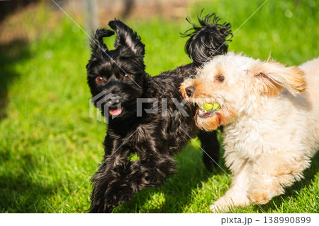 Yorkshire Terrier and Maltipoo Running on Green Grass with a Tennis Ball in a Sunny Outdoor Backyard Yorkshire Terrier and Maltipoo Running on Green Grass with a Tennis Ball in a Sunny Outdoor Backyard 138990899