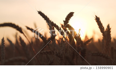 Golden wheat field at sunset with warm sunlight, Ripe wheat ears agricultural farmland, rural cereal crop field with golden backlight and natural bokeh, golden wheat spikelets at sunset with blurred 138990901