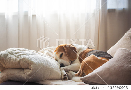 Cute Beagle dog sleeping on sofa 138990908