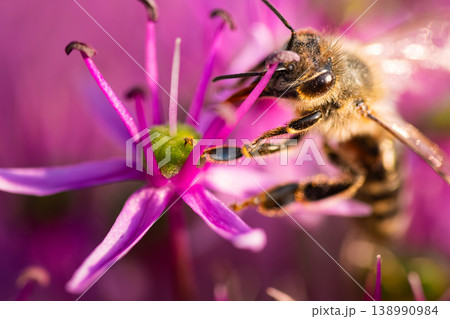 A Beautiful Bee Engaged in Pollinating a Delicate Pink Flower Amidst Natures Unique Splendor 138990984