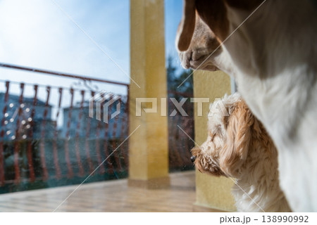Beagle and Maltipoo Dogs Looking Out of a Glass Door at the Patio Beagle and Maltipoo Dogs Looking Out of a Glass Door at the Patio 138990992