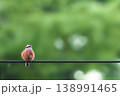 ホオジロ 電線にとまるモフモフおなかのかわいい野鳥 138991465