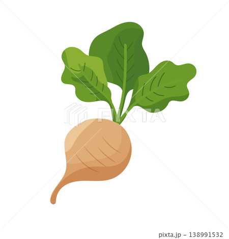 Sugar beet root with green leaves isolated on white background, agricultural crop for sugar production, organic farming concept, modern flat vector illustration Sugar beet root with green leaves isolated on white background, agricultural crop for sugar production, organic farming concept, modern flat vector illustration 138991532