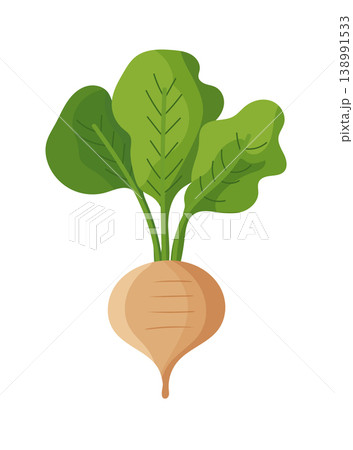 Sugar beet root with green leaves isolated on white background, agricultural crop for sugar production, organic farming concept, modern flat vector illustration Sugar beet root with green leaves isolated on white background, agricultural crop for sugar production, organic farming concept, modern flat vector illustration 138991533