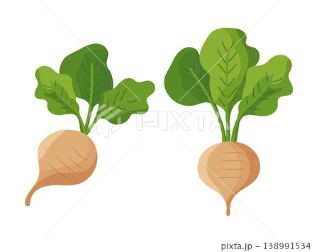 Sugar beet root with green leaves isolated on white background, agricultural crop for sugar production, organic farming concept, modern flat vector illustration 138991534