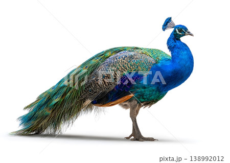 A vibrant blue peacock stands proudly on a white background displaying its colorful plumage 138992012