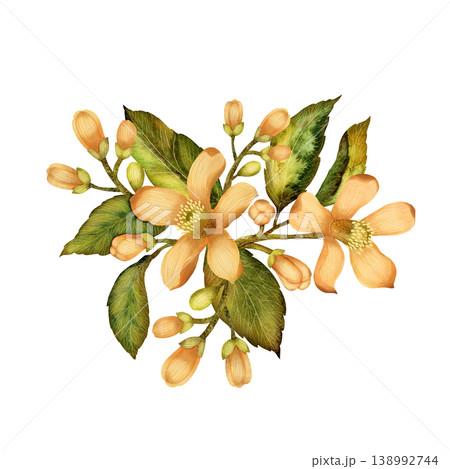Bouquet of branch with leaves and flowers. Hand-drawn watercolor composition. Isolated on white background Bouquet of branch with leaves and flowers. Hand-drawn watercolor composition. Isolated on white background 138992744