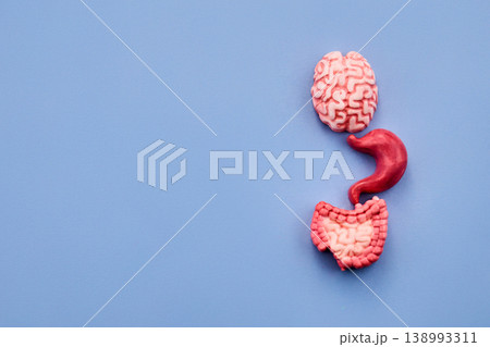 Brain, stomach, and intestine modeling the gut-brain axis 138993311