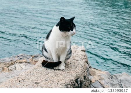 Cute white and black cat sitting on a stone by the sea near Budva, Montenegro. Cute white and black cat sitting on a stone by the sea near Budva, Montenegro. 138993987