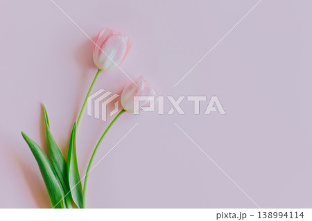 Two pink pastel tulip flowers on a pink background. 138994114