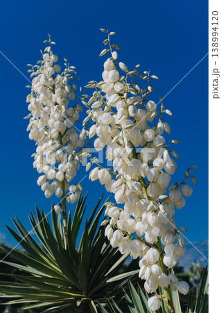 Amazing blooming Yucca in a blue sky. Amazing blooming Yucca in a blue sky. 138994120