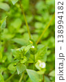 A vertical photograph of a space overgrown with green wild grass, leaves, and small, unopened flowers, with a blurred background illuminated by warm sunlight. Close up high angle view 138994182