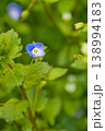 Green wild grass Veronica persica birdeye, bird's-eye, common field, creeping, Persian speedwell with leaves and small blue flowers. Close-up vertical photo with blurred background 138994183