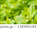 A beautiful photograph of green wild grass with leaves and small white flowers. A close-up side view from a low angle with empty space for adding elements against blurred background. A grainy effect. 138994184