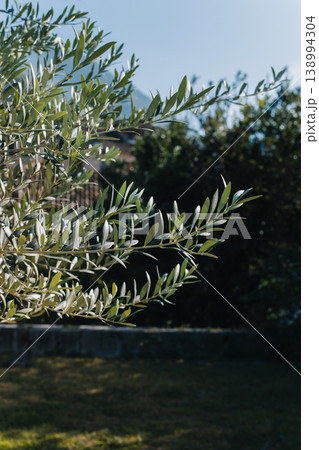 Fresh branches of olive tree in a garden. 138994304