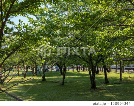 新緑が美しい公園 新緑が美しい公園 138994344
