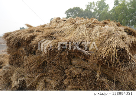 Large stack of dried golden rice straw bundles for animal fodder in farm Large stack of dried golden rice straw bundles for animal fodder in farm 138994351