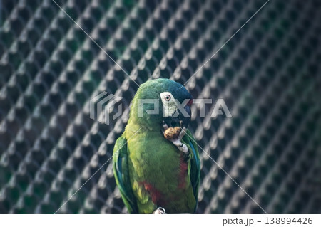 Variety of vividly vibrant colorful parrot Macaw sitting in dark background. Variety of vividly vibrant colorful parrot Macaw sitting in dark background. 138994426