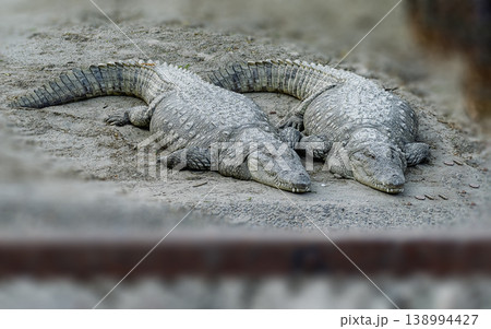 three crocodiles sitting on the ground beside the man made water body pond in the afternoon in some zoo. three crocodiles sitting on the ground beside the man made water body pond in the afternoon in some zoo. 138994427