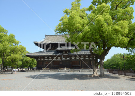 新緑の東寺 金堂 京都市南区九条町 新緑の東寺 金堂 京都市南区九条町 138994502